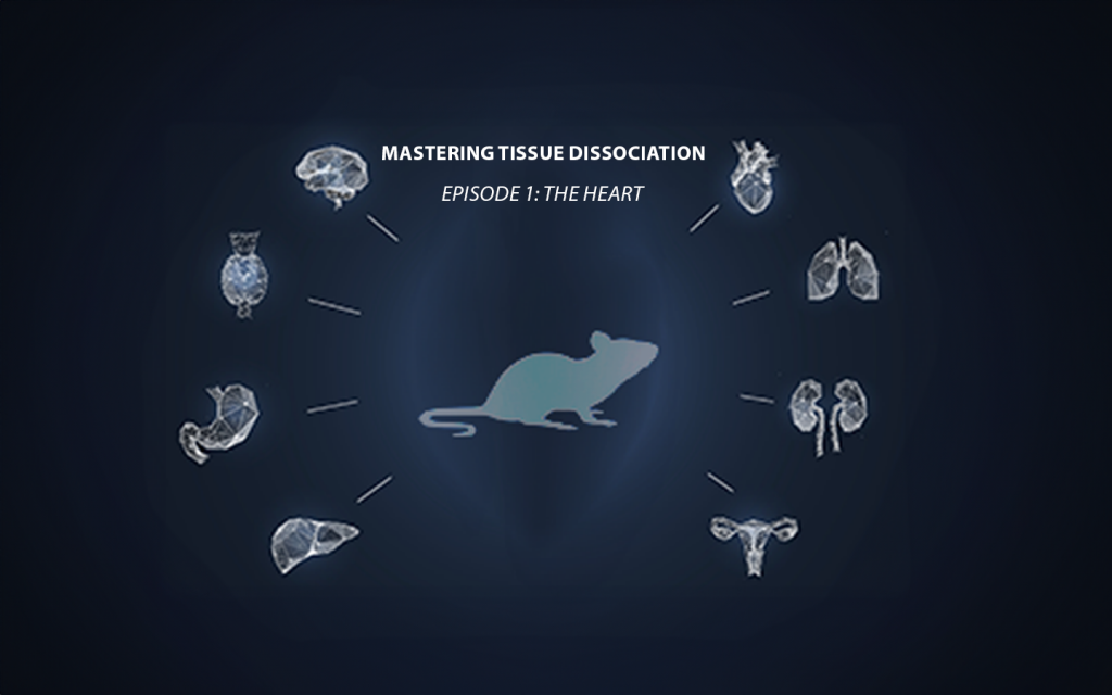 Mastering Tissue Dissociation – Episode 1 : THE HEART Bertin Technologies 71149