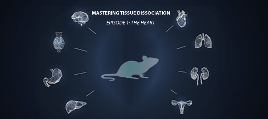 Mastering Tissue Dissociation – Episode 1 : THE HEART Bertin Technologies 71149