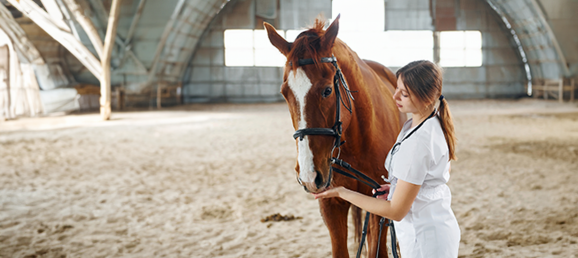 medical team with a horse