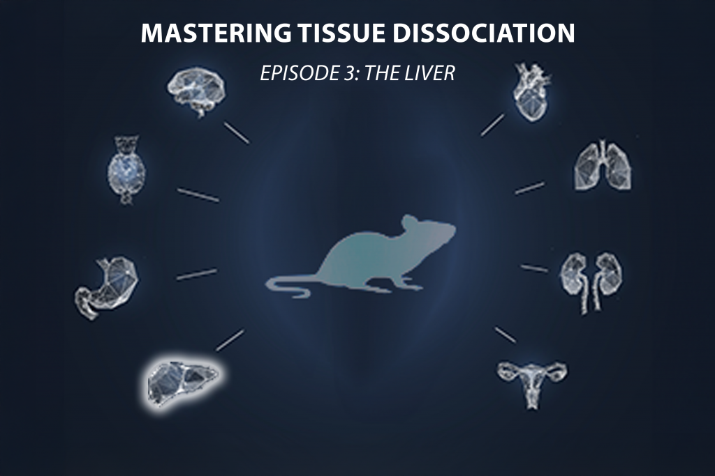 Mastering Tissue Dissociation – Episode 3: THE LIVER Bertin Technologies 74453